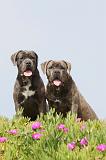 CANE CORSO 198